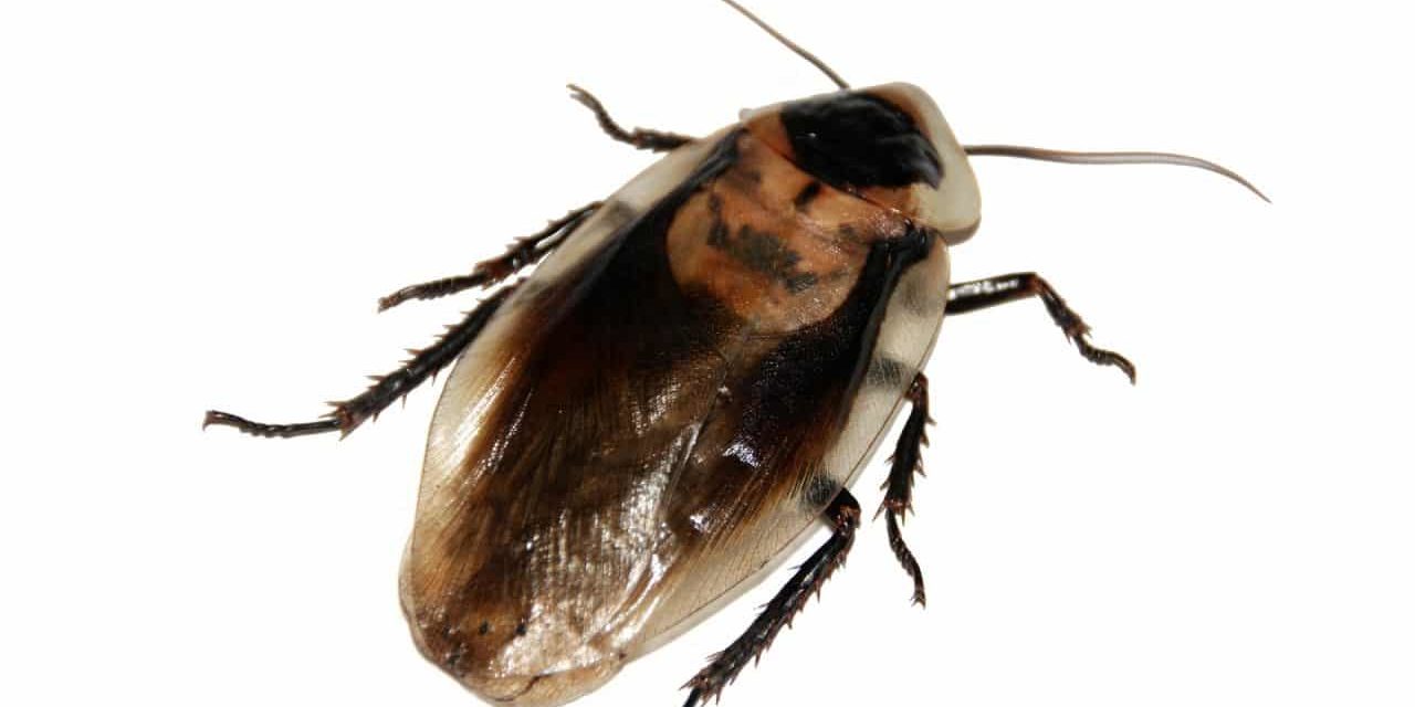 cockroach-566712_1920