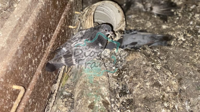 Comment Nettoyer Des Fientes D'oiseaux Sur Du Crépi